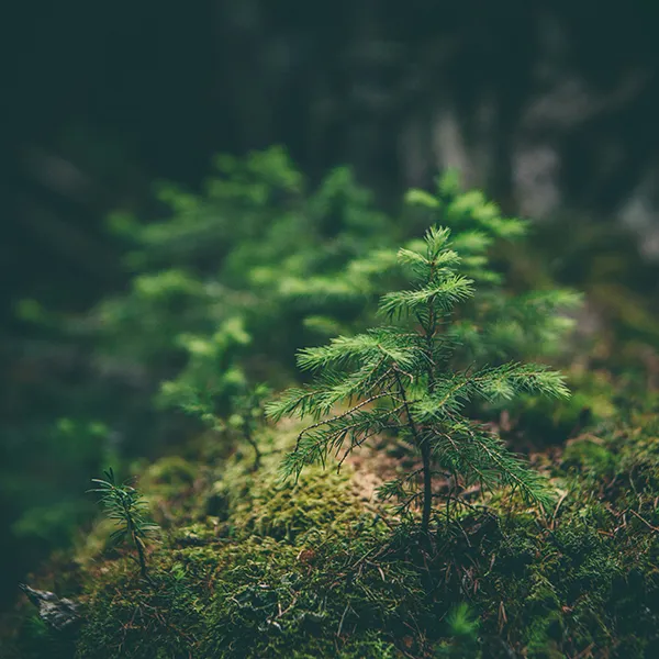 a small fir tree sapling in a mossy forest setting